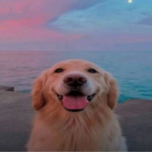 Golden Retriever Dog Photography - Sunset Beach Portrait